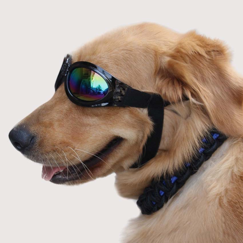 Gafas para perros