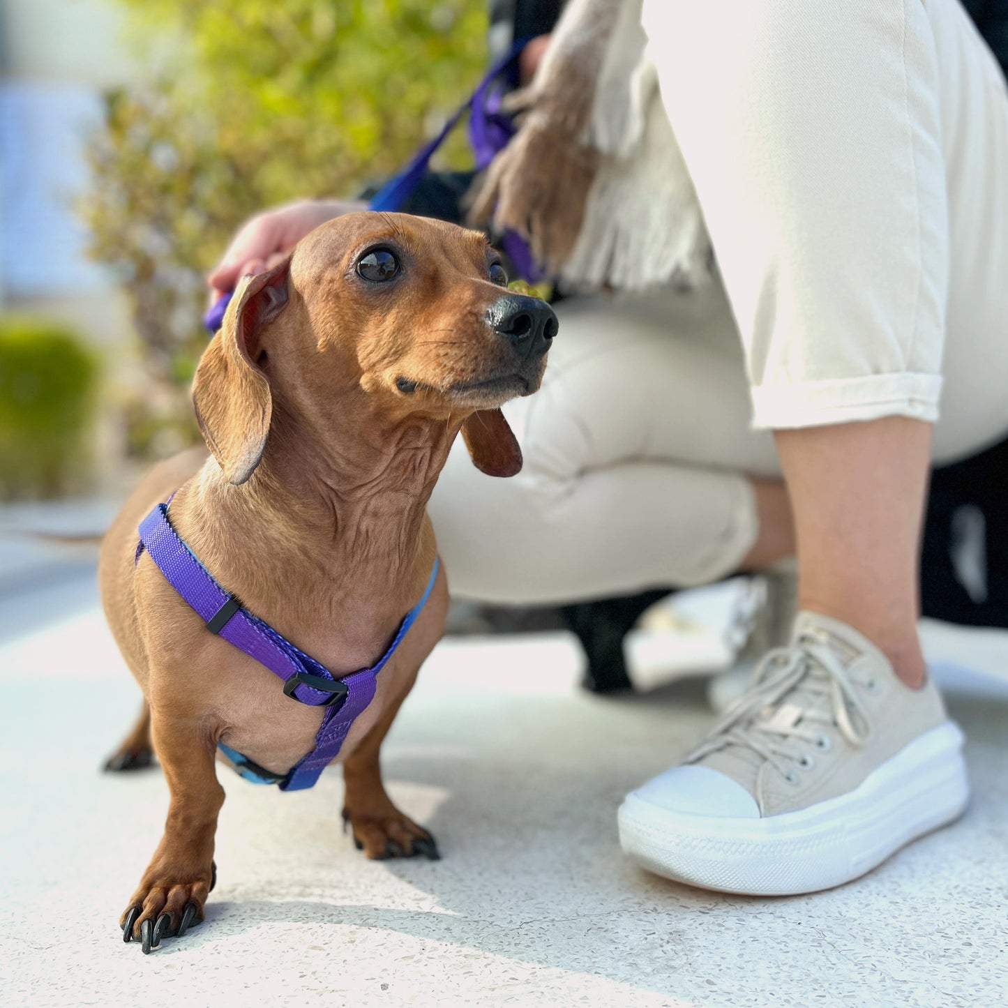 Conjunto de Paseo